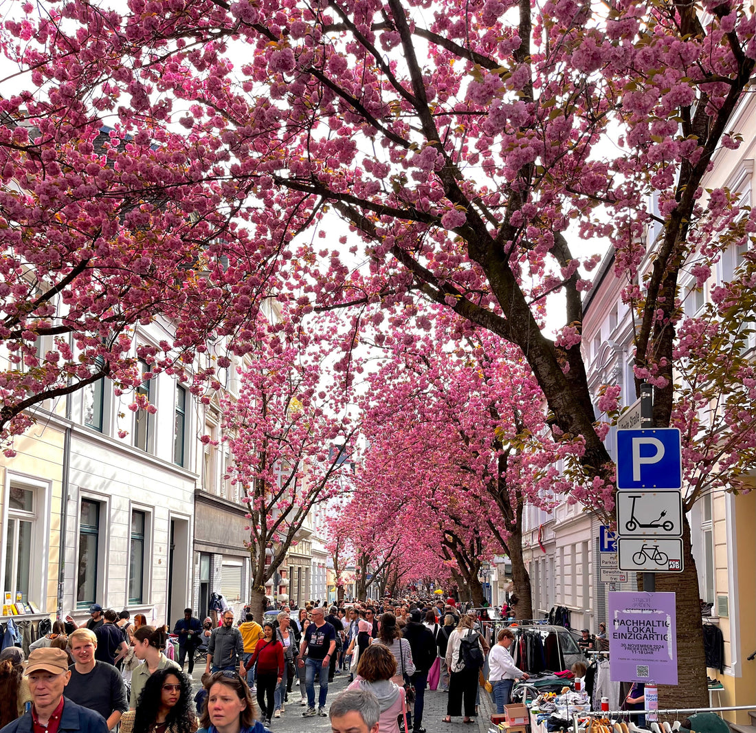 Bonn Altstadt Kirschblüte: Wo du das rosa Blütenmeer findest und wann sich ein Besuch wirklich lohnt