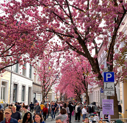 Bonn Altstadt Kirschblüte: Wo du das rosa Blütenmeer findest und wann sich ein Besuch wirklich lohnt