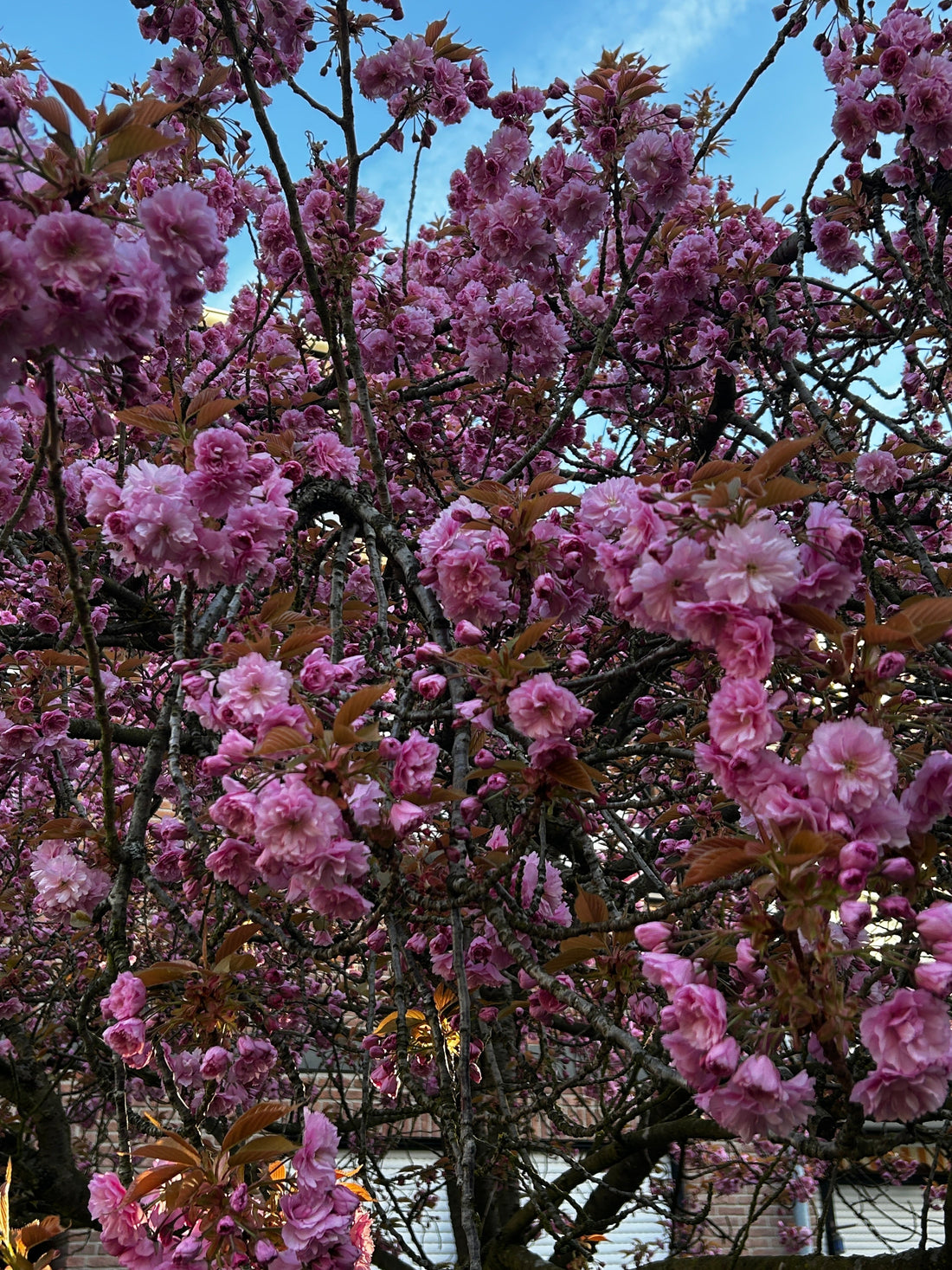 Kirschblüten-Geheimtipp in Bonn Beuel